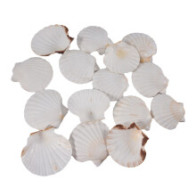 75 PCS Natural Sea Shell Large White, 4-4.7 Inch Scallop Shells for DIY , Serving Food, Baking and More