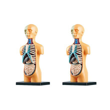 2X Abnehmbares Anatomisches Menschliches Torso 3D KöRpermodell für Bildungsspielzeug, Menschliche KöRperstruktur, Unterricht für Kinder, Kinder,