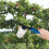 Diatomaceous Earth Applicator Plant Powder Duster Sprayers Multi-Functional Diatomaceous Earth Sprayers Gardening Tool 8