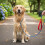 (Red Blue, 1.2M) Anti-Pull Dog Leash for Small/Large Pets (50 Char) 2