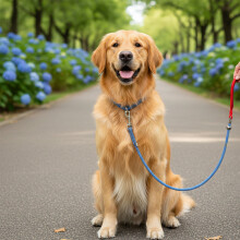 (Red Blue, 1.2M) Anti-Pull Dog Leash for Small/Large Pets (50 Char)