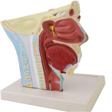 Human and Neck Nerve Anatomy Model with Skull Base & 12 Pairs of Cranial Nerves for Medical Study and Teaching