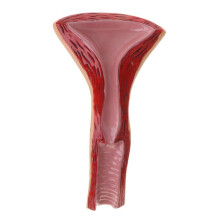 2X Anatomisch Model van Vrouwelijk Voortplantingsorgaan Baarmoeder Vagina Vrouwelijke Baarmoeder Model Menselijke Anatomie Model Leermiddelen