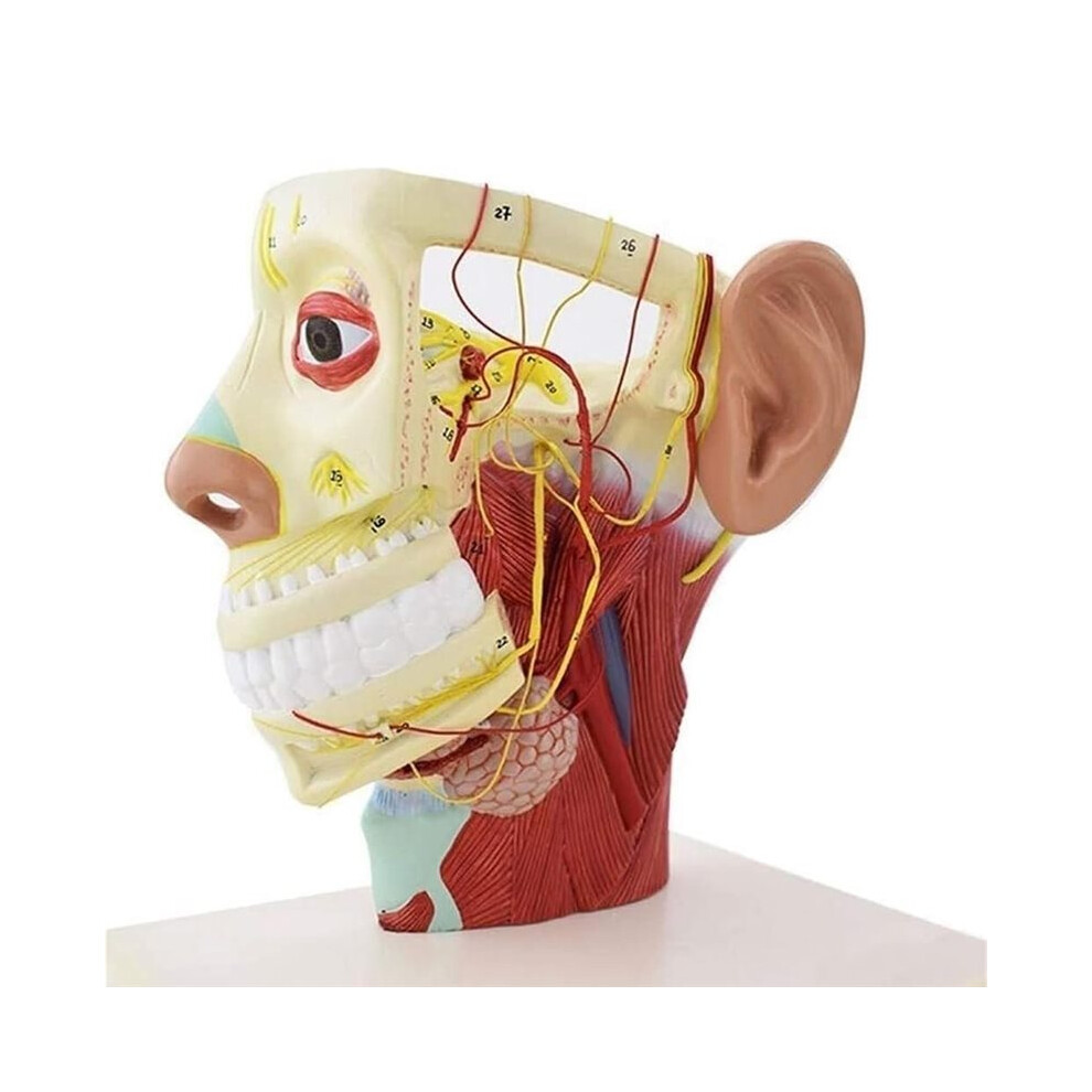 Human  and Neck Nerve Anatomy Model with Skull Base & 12 Pairs of Cranial Nerves for Medical Study and Teaching