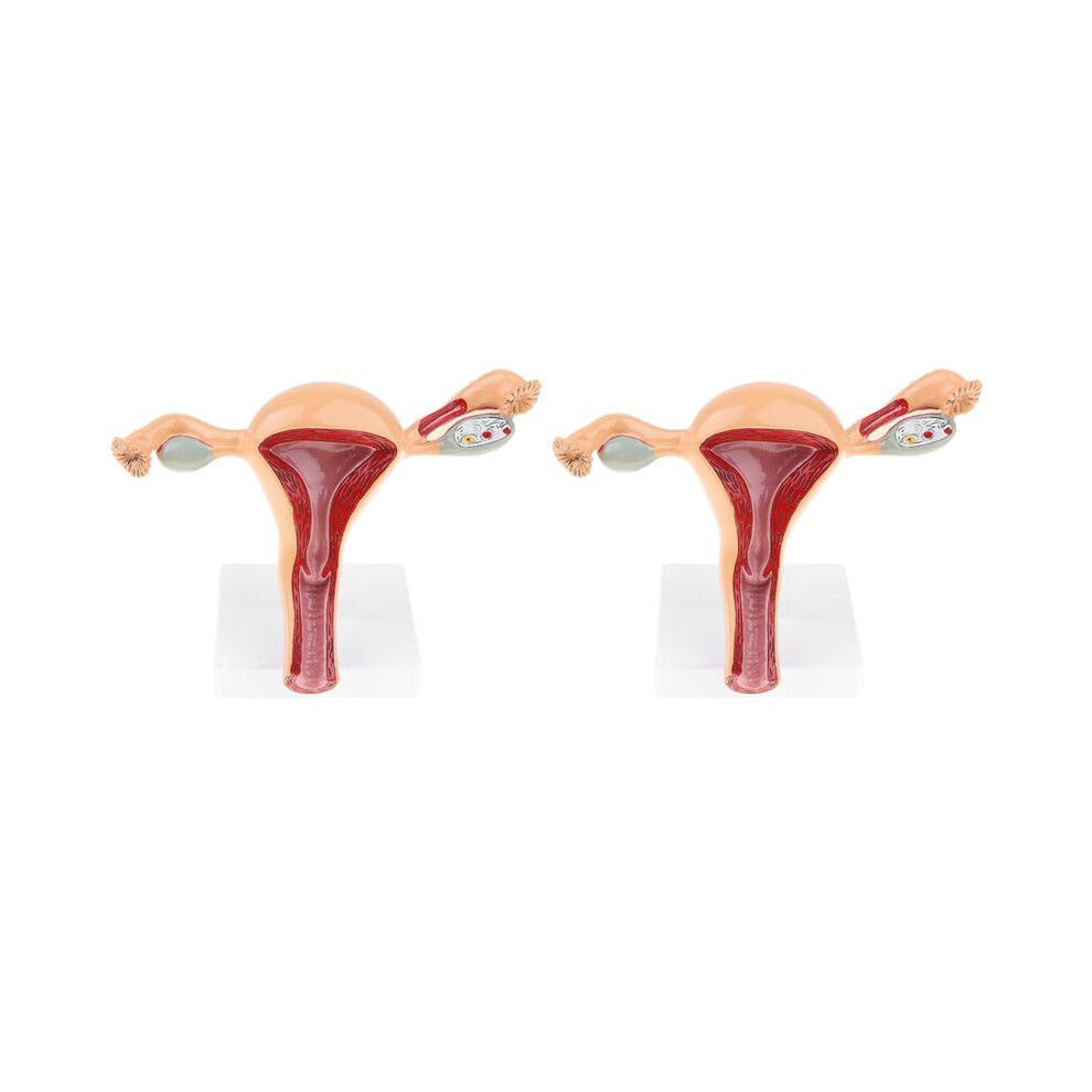 2X Anatomic Model of Female Reproductive Organ Uterus Vagina Female Womb Model Human Anatomy Model Teaching Tools