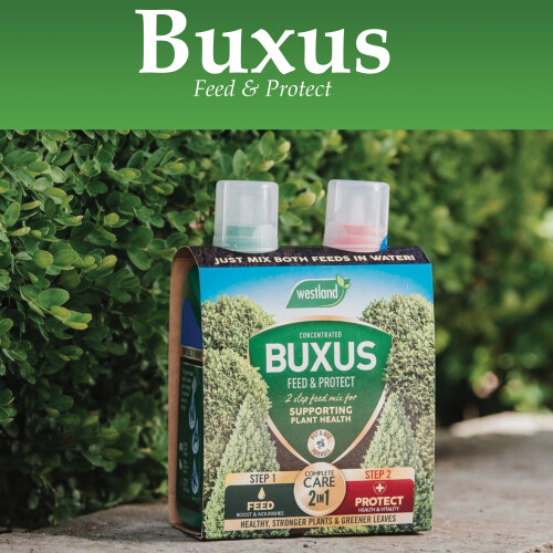Westland Westland Buxus Feed & Protect 2-in-1 2x500ml 2