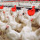 Durable PP Poultry Waterer 4 Pack 12