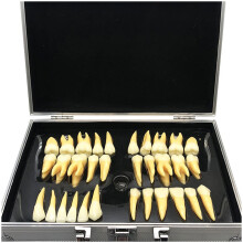 Dental Teaching Model 2.5x Enlarged TwoColor 32 Permanent Teeth Anatomy for Study and Training