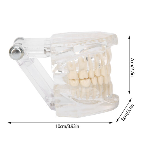 Transparent Acrylic Dental Teeth Model for Teaching Demonstration 1