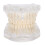 Transparent Acrylic Dental Teeth Model for Teaching Demonstration 3