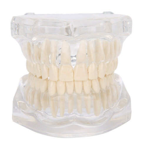Transparent Acrylic Dental Teeth Model for Teaching Demonstration 2