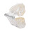 Transparent Acrylic Dental Teeth Model for Teaching Demonstration 5