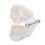 Transparent Acrylic Dental Teeth Model for Teaching Demonstration 13