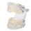 Transparent Acrylic Dental Teeth Model for Teaching Demonstration 1