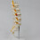 Teaching Equipment Model 5-Segment Lumbar Spine with Sacral Accessory Orthopedic Teaching Display Teaching Aids 2