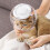 Bubble Muzzle  Clear Cat Muzzle Pet Provides Kitten  Cat Care with AntiBite Accessory, Kitten Care Clear for 14cm 2