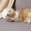 Bubble Muzzle  Clear Cat Muzzle Pet Provides Kitten  Cat Care with AntiBite Accessory, Kitten Care Clear for 14cm 5