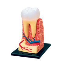 Dental Anatomy Model with Clear CrossSection View for Dentist Education and Patient Demonstration