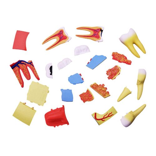 Tooth Anatomy Model with Removable Structure and CrossSection View for Dental Teaching and Study 2
