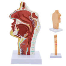 Anatomical Nasal Throat Model Life Size PVC ENT Anatomy Teaching Aid with Detailed Nerve Display