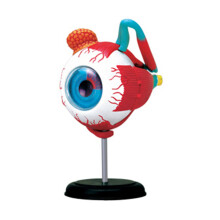 Eye Anatomy Model with Durable PVC Cornea, Realistic Human Eyeball for Optometry Teaching and Display