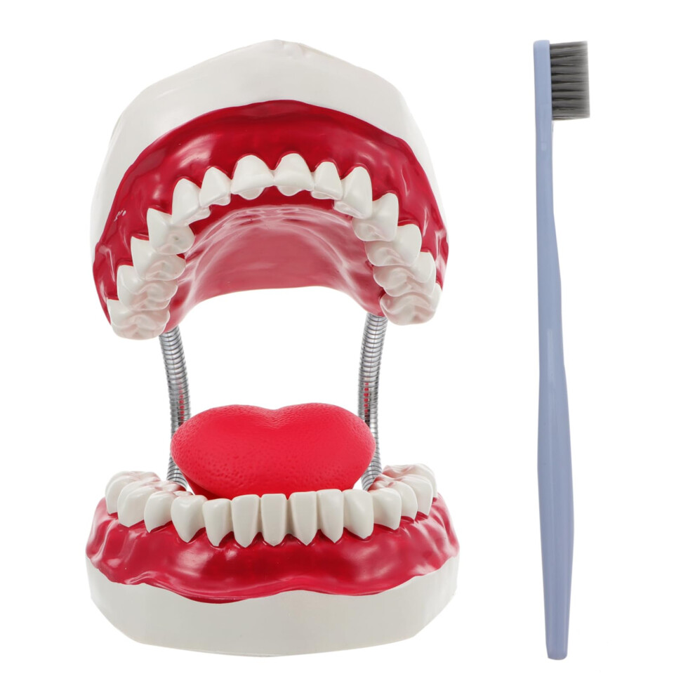 Dental Teaching Model with Enlarged Tooth View for Brushing Demonstration and Oral Hygiene Training
