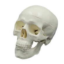 Human Skull Model with Removable Cap and Full Teeth, PVC Life Size Anatomical for Teaching