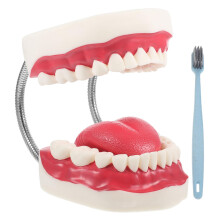 Dental Teaching Model with Removable Enlarged Teeth for Oral Anatomy Study and Classroom Use