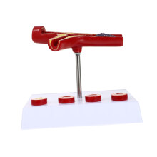 Anatomical Vessel Model PVC Cardiovascular Visual Pathology Display for Medical School Teaching Aid