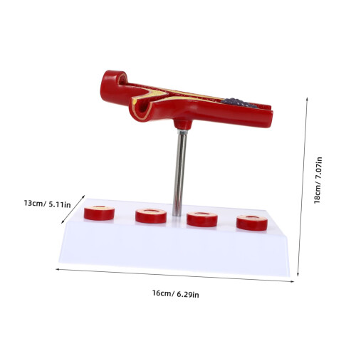 Anatomical Vessel Model PVC Cardiovascular Visual Pathology Display for Medical School Teaching Aid 1
