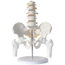 LifeSize Human Lumbar Spine with Pelvis and Leg Bones Anatomical Model for Medical Teaching