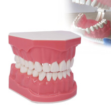 Kids Tooth Brushing Model with Realistic Lifesize Design Soft Silicone for Dental Teaching