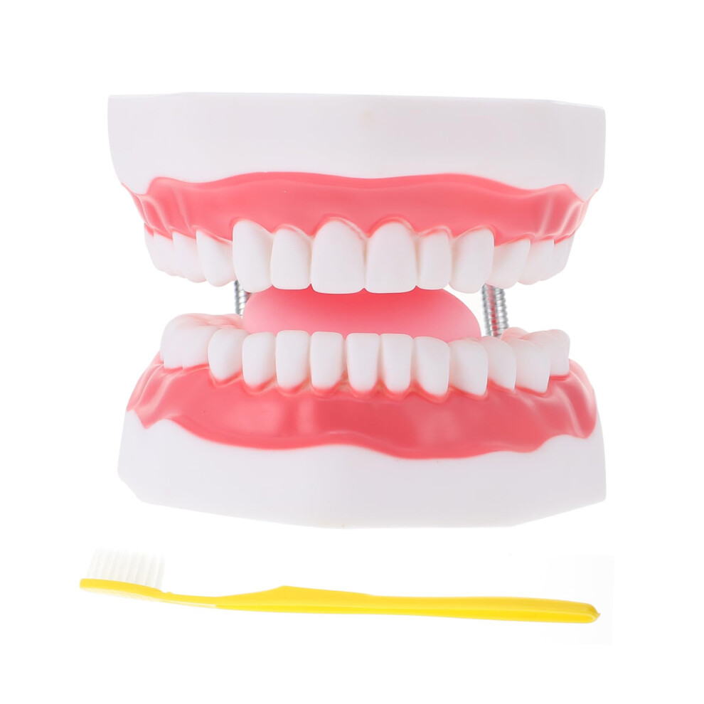 Dental Teaching Model with Toothbrush for Kids Oral Hygiene and HandsOn Brushing Practice