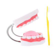 Dental Teaching Model for Kids with HandsOn Brushing Practice and Preschool Oral Hygiene Aid