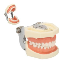 Dental Teeth Model with 28 Removable Teeth, Realistic Gums, Articulator for Dental Practice