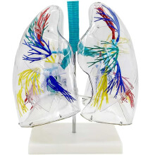 Anatomical Lung Model Transparent with Bronchial Tree, 2X Magnified Airway Detail, Hand Painted