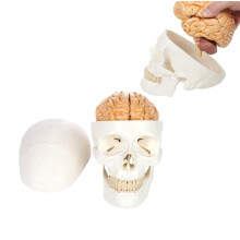 Anatomical Human Skull Model Life Size 3Part with Detachable 8Part Brain PVC Teaching Tool
