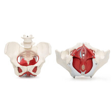 7Part Female Pelvic Anatomy Model with Removable Organs for Medical Education and Training