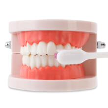 Dental Teaching Model with Adult Tooth Brushing Practice and Clear Gingiva for Hygiene Demonstration