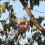 Basket Fruit Picker 3