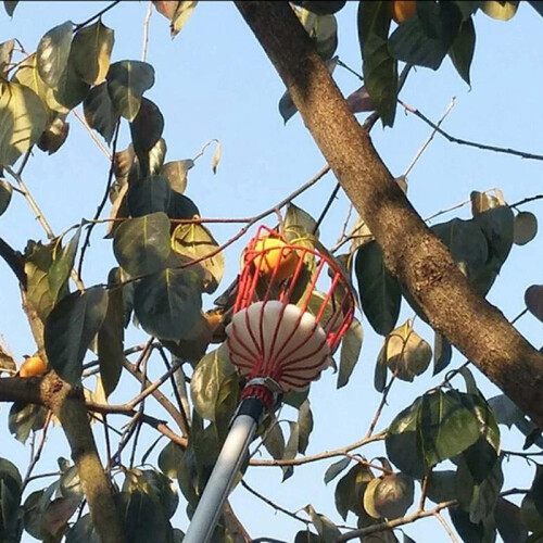 Basket Fruit Picker 2
