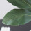 Simulation Magnolia Leaves with Realistic Bud Artificial-Green 6