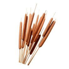 10Pcs Natural Dried Cattail Grass 50-60cm High For Wedding Table