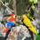 Künstlerische Ara-Vogel-Figur, realistisches Design,-Rot 2