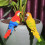 Künstlerische Ara-Vogel-Figur, realistisches Design,-Rot 3