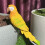 Künstlerische Ara-Vogel-Figur, realistisches Design,-Rot 7