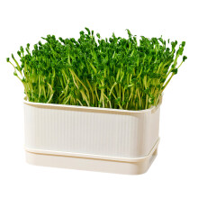 Moderne hydrocultuur plantenbak bonenspruiter met deksel-Wit 1