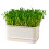 Modern Hydroponic Planter Box Bean Sprouter With Lid-White 1 1