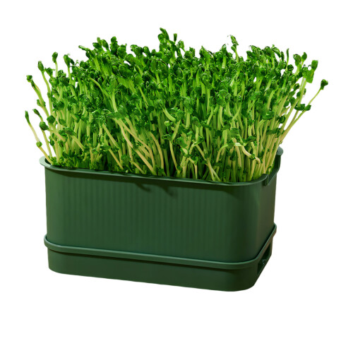 Sprouting Tray Box Vegetable Soilless Pea Bean Seedling-D 1
