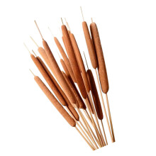 10Pcs Natural Dried Cattail Stalks For Floral Decoration Wedding